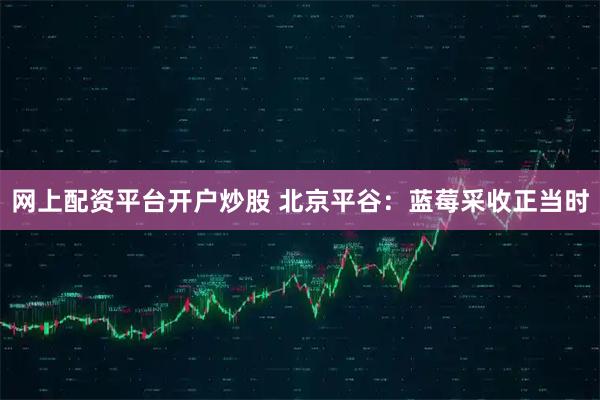 网上配资平台开户炒股 北京平谷：蓝莓采收正当时